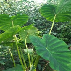 Kolakas Gölevez 2 kg