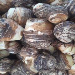 KOLAKAS GÖLEVEZ 2 KG