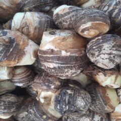 Kolakas Gölevez 2 kg