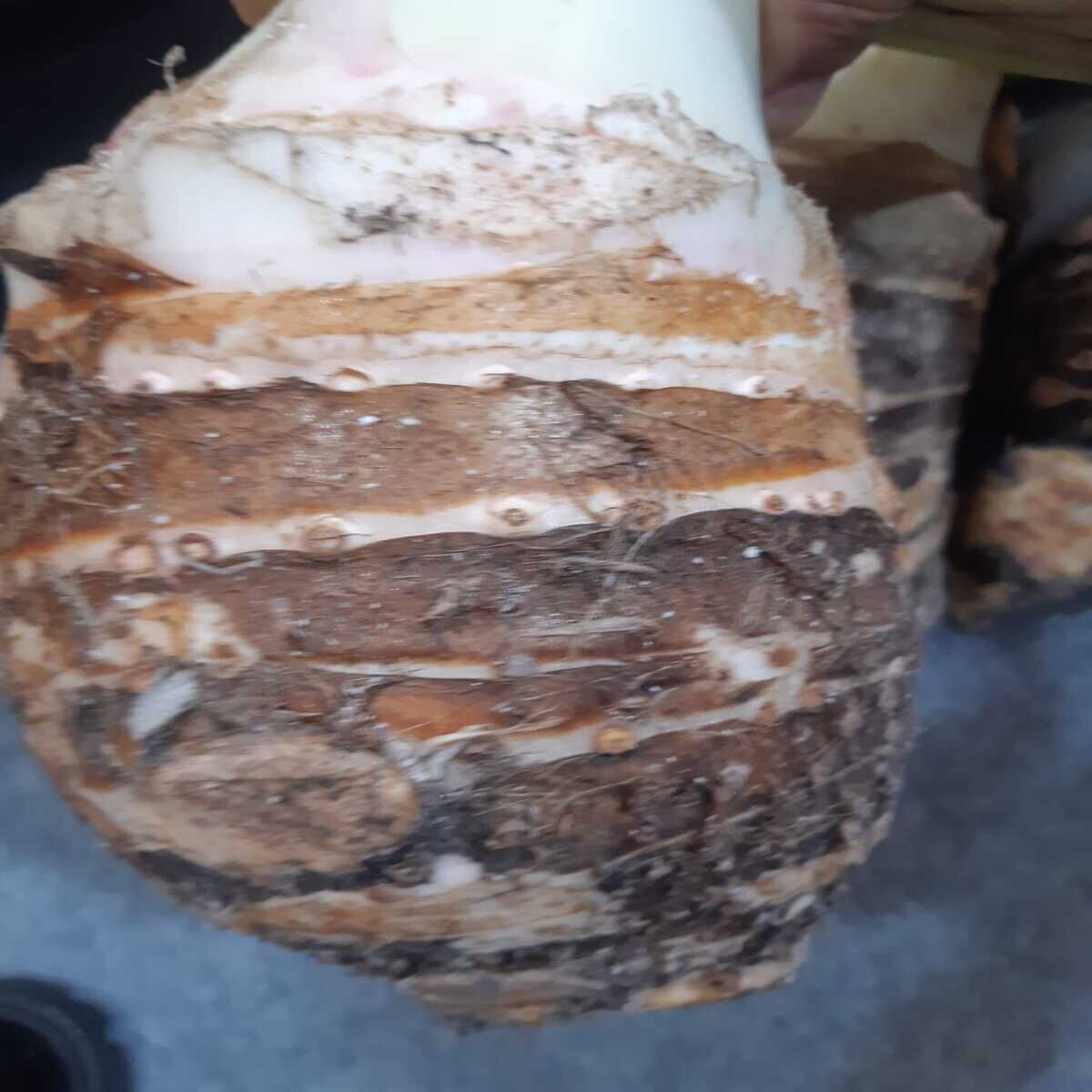 KOLAKAS GÖLEVEZ 2 KG