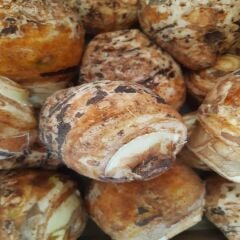 KOLAKAS GÖLEVEZ 3KG