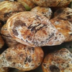 KOLAKAS GÖLEVEZ 3KG