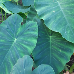 KOLAKAS GÖLEVEZ 3KG