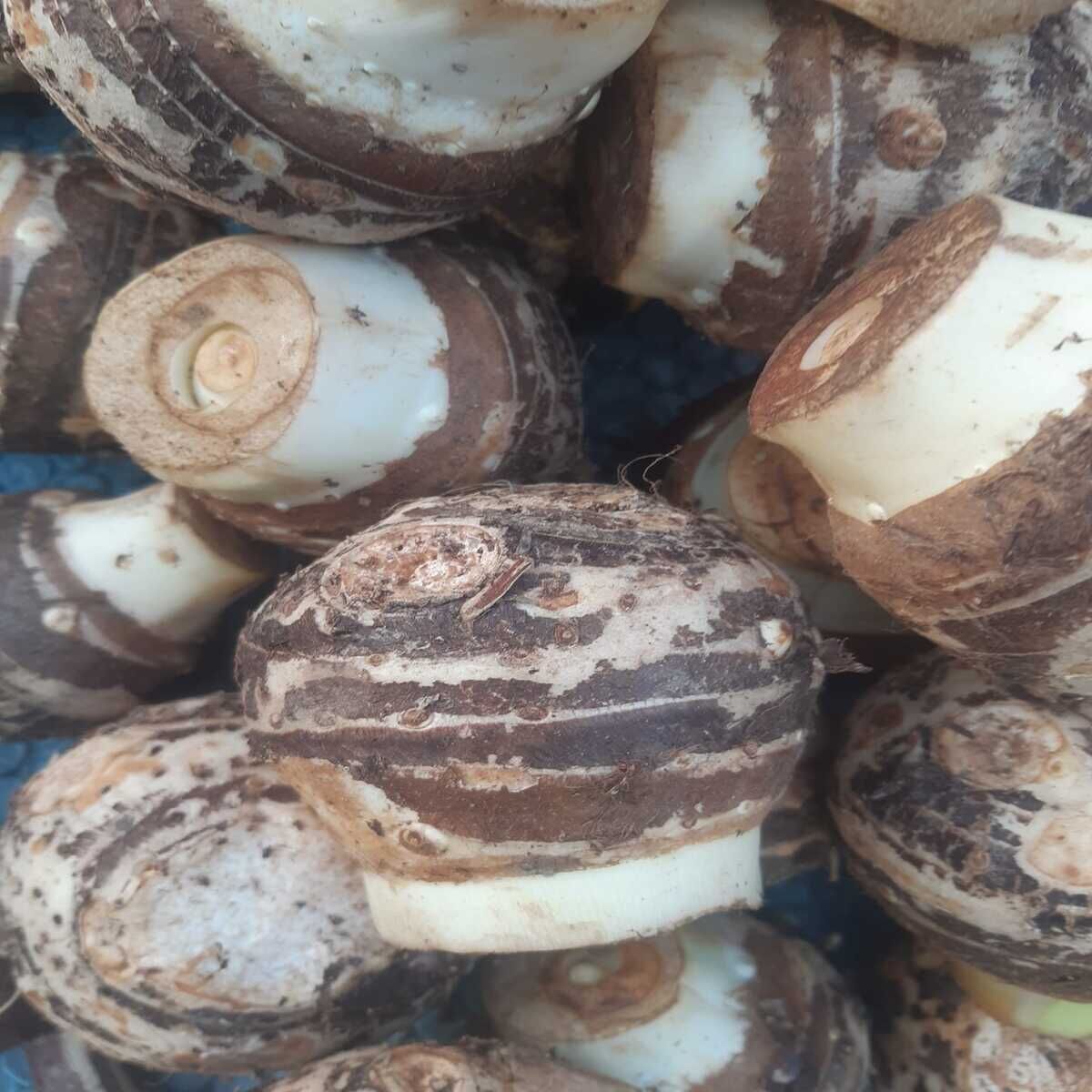 KOLAKAS GÖLEVEZ 3KG