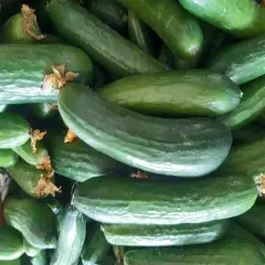 Salatalık 1 kg