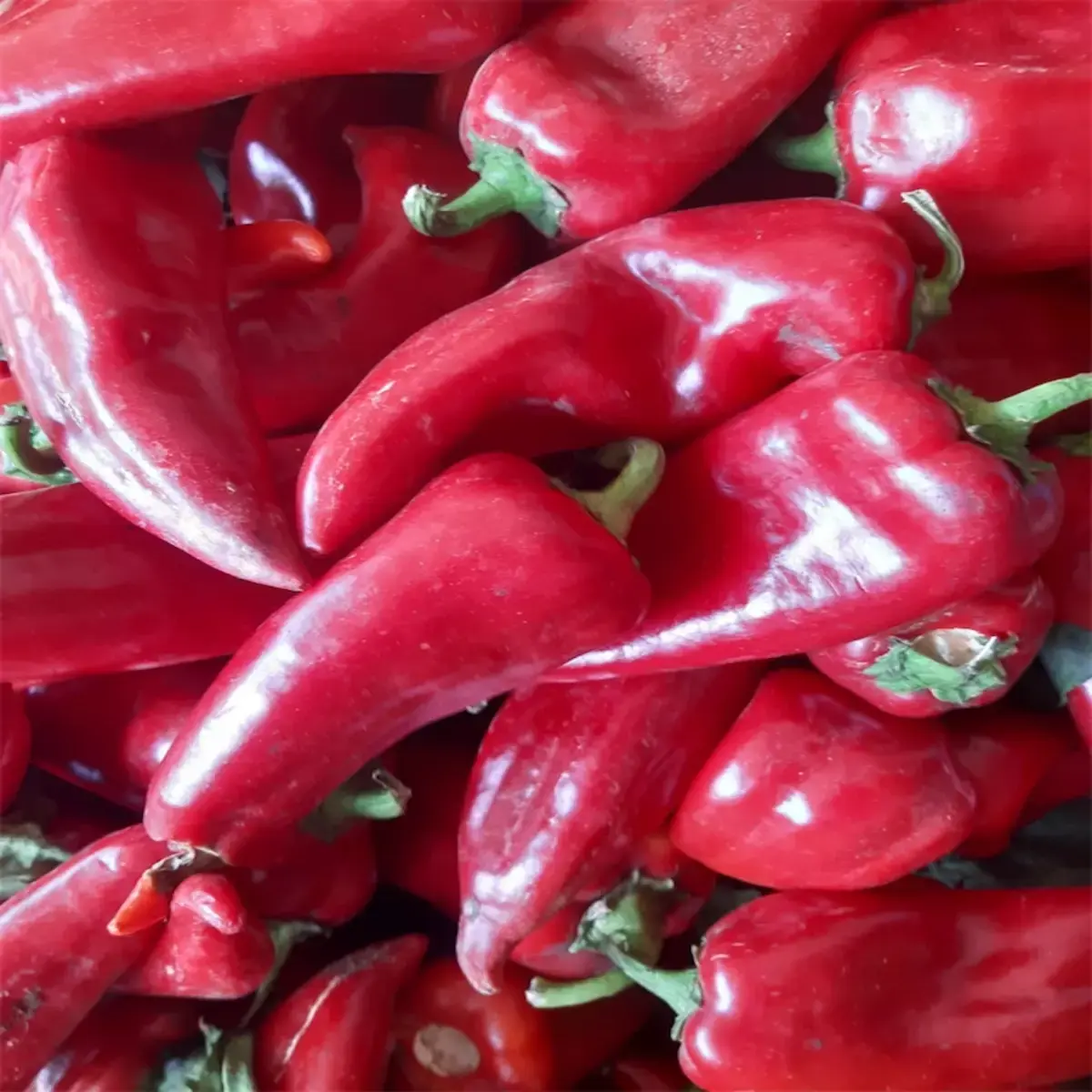 Kapya Biber 1 kg