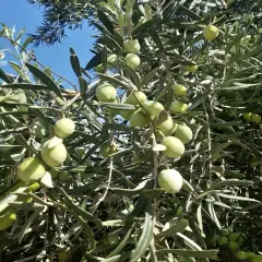Yeşil Zeytin 3 kg