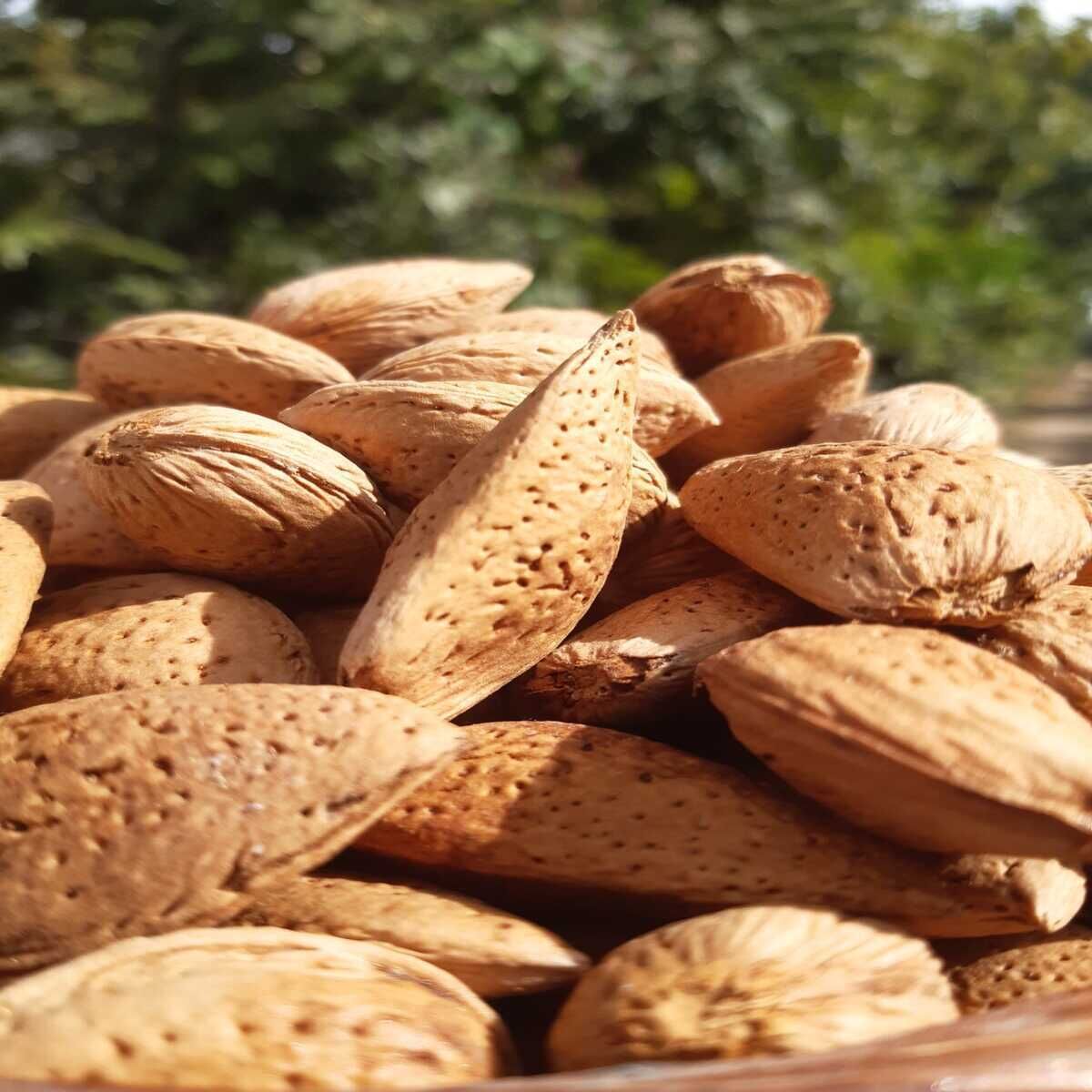 Ata Tohumu Taş Badem 500 gr