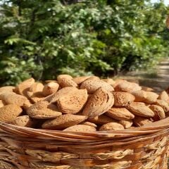 ATA TOHUMU SERT KABUKLU TAŞ BADEM 500 GR