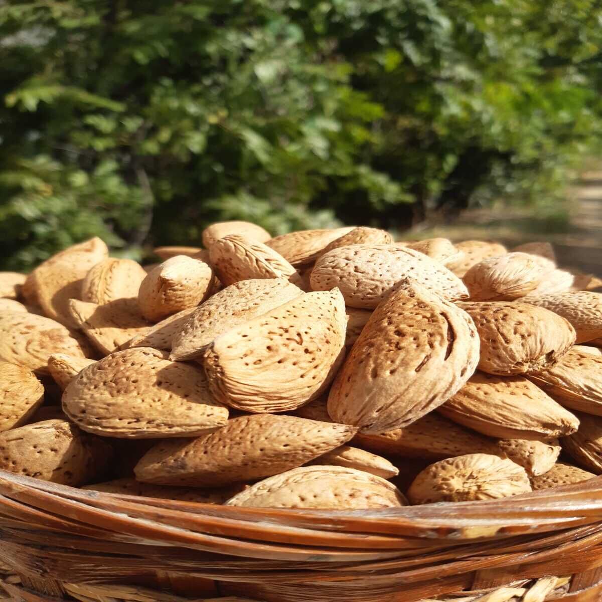 ATA TOHUMU SERT KABUKLU TAŞ BADEM 1 KG