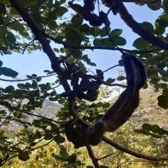 KEÇİ BOYNUZU, HARNUP 500 GR