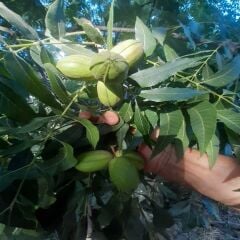 PİKAN CEVİZİ 1 KG