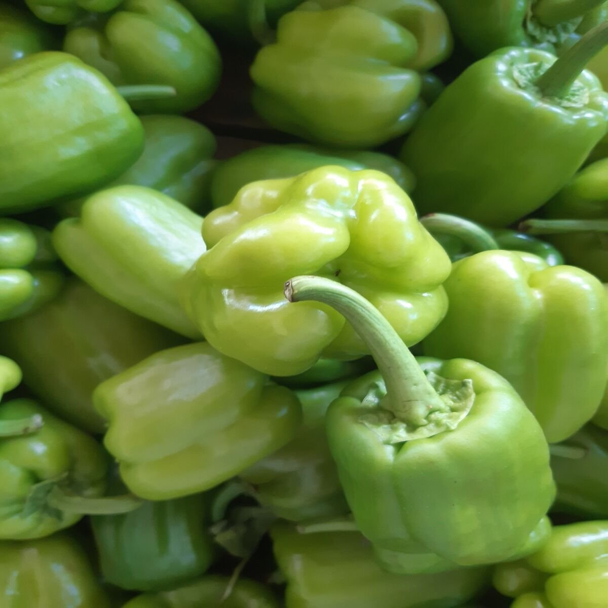 DOLMALIK BİBER 1 KG