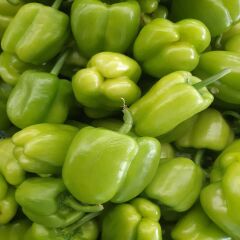 DOLMALIK BİBER 1 KG