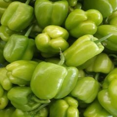 DOLMALIK BİBER 1 KG