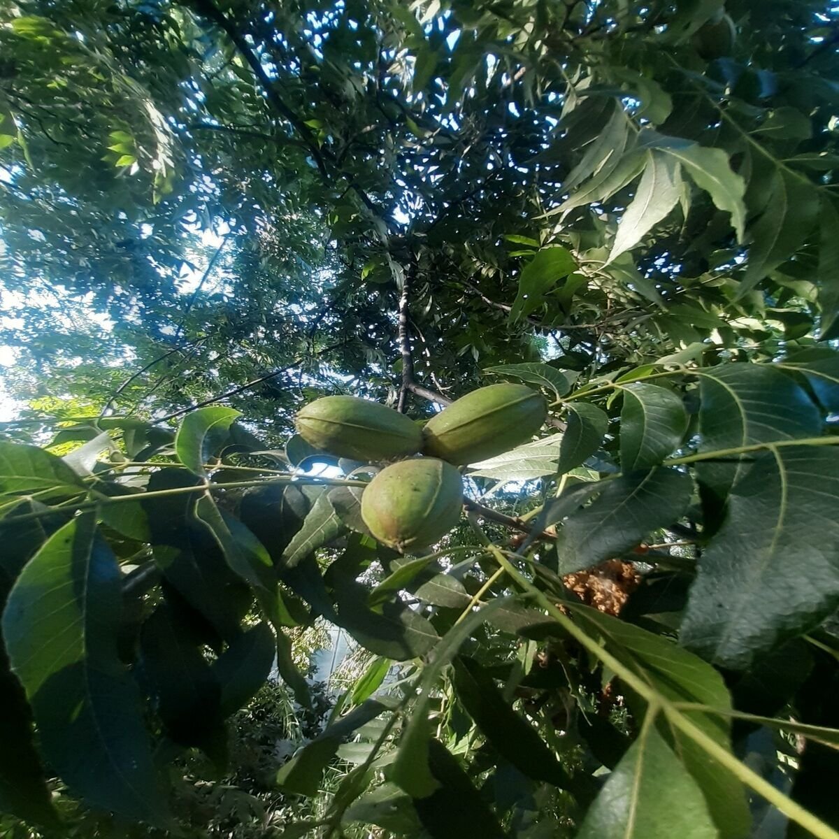 PİKAN CEVİZİ 500 GR