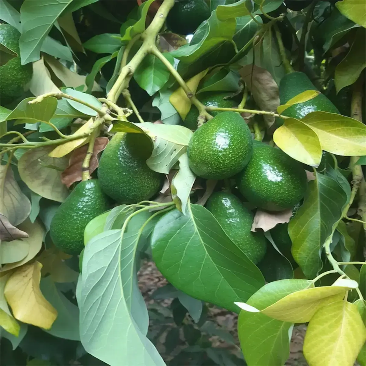 2 KG AVOKADO 1 KG PORTAKAL