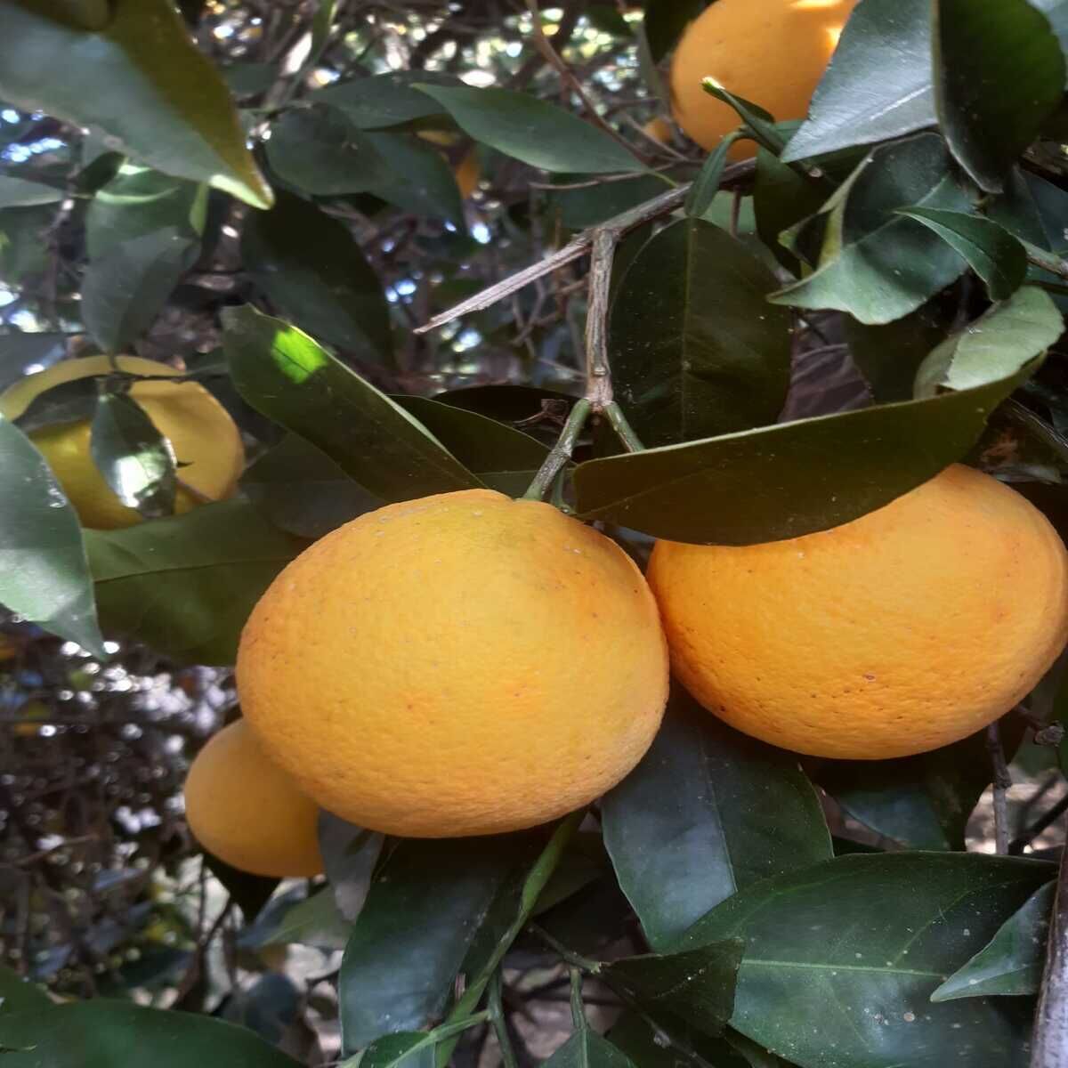 1 kg Ovabaşı Portakalı, 1 kg Hass Avokado, 500 gr Kuru İncir