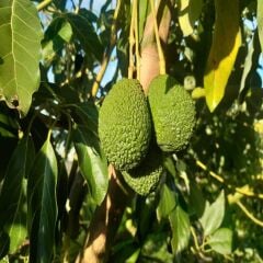 1 kg Ovabaşı Portakalı, 1 kg Hass Avokado, 500 gr Kuru İncir