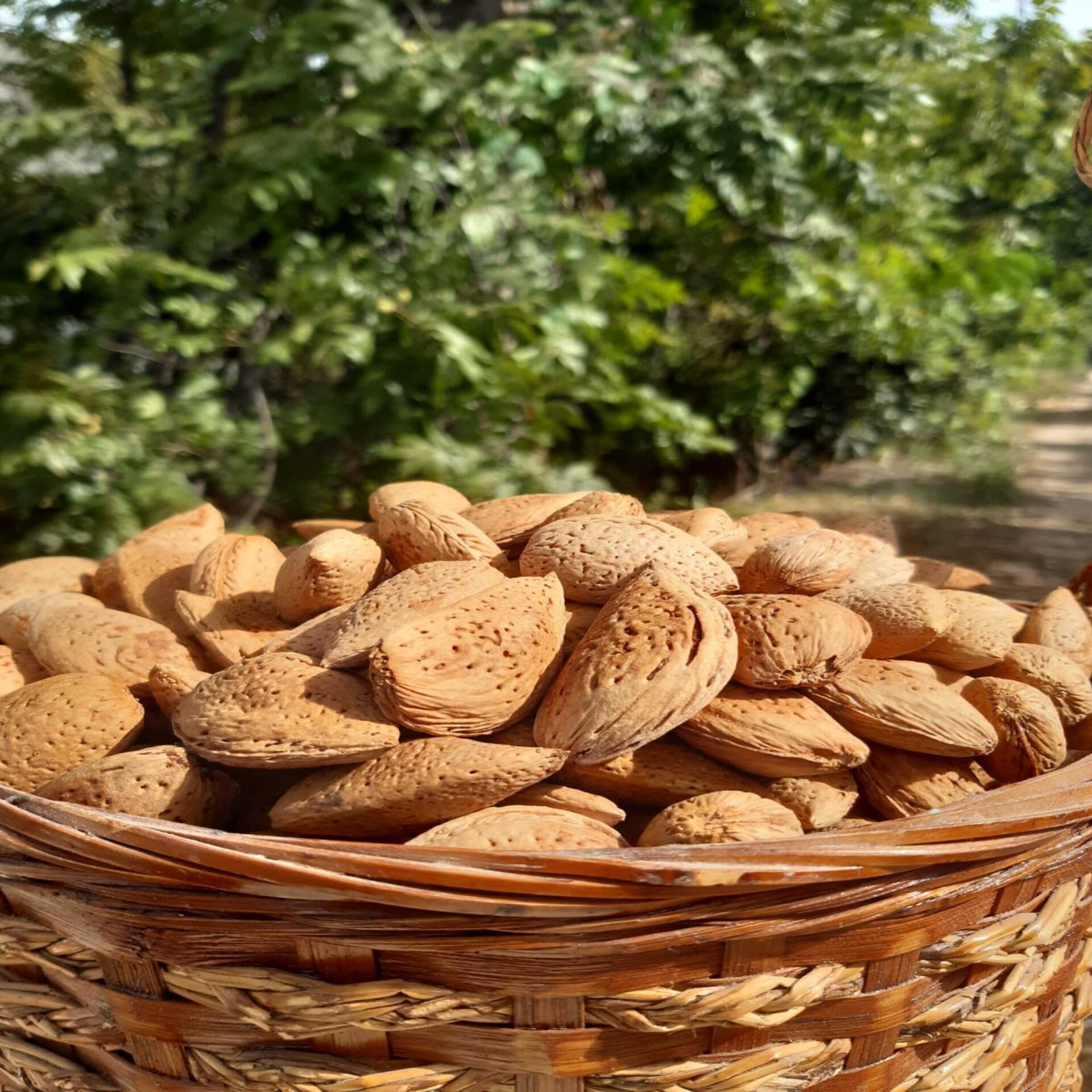 ATA TOHUMU SERT KABUKLU TAŞ BADEM 5 KG