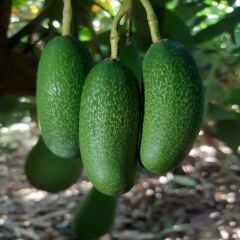 1 KG AVOKADO + 1 KG BEBEK AVOKADO