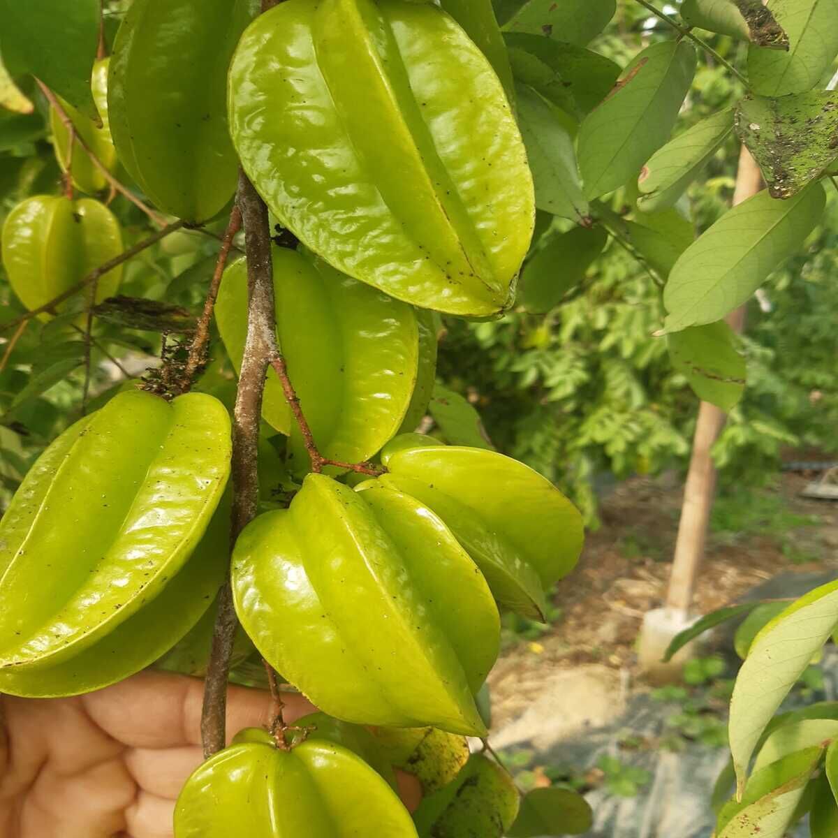 1 KG YILDIZ MEYVESİ