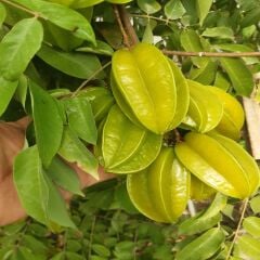 YILDIZ MEYVESİ 3 ADET