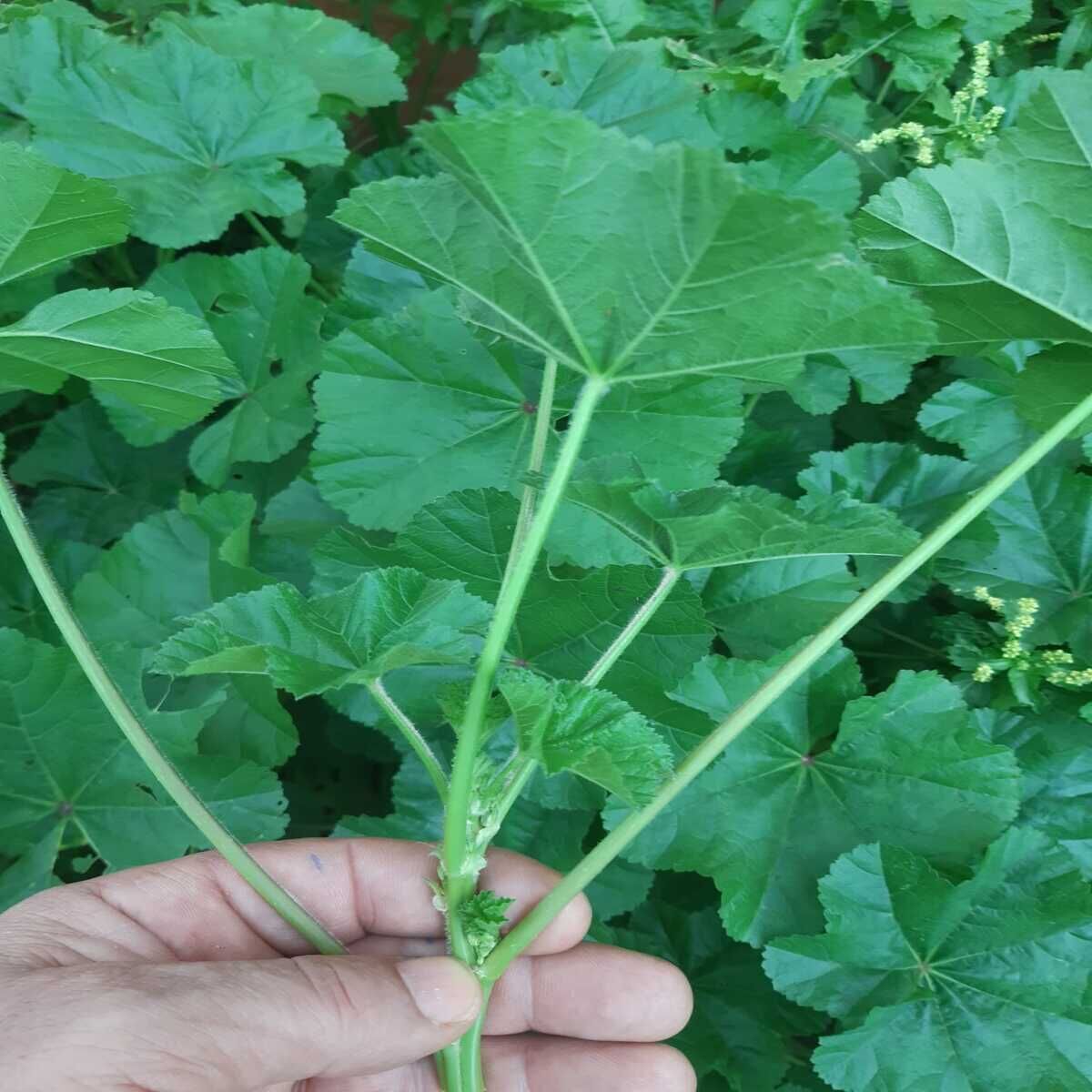 TAZE GÜNLÜK TOPLANAN EBEGÜMECi 500 GR