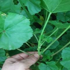 TAZE GÜNLÜK TOPLANAN EBEGÜMECi 500 GR