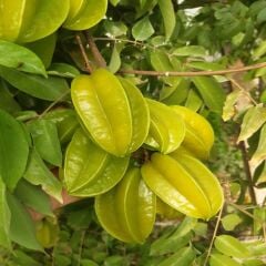 3 ADET YILDIZ MEYVESİ 1 KG AVOKADO