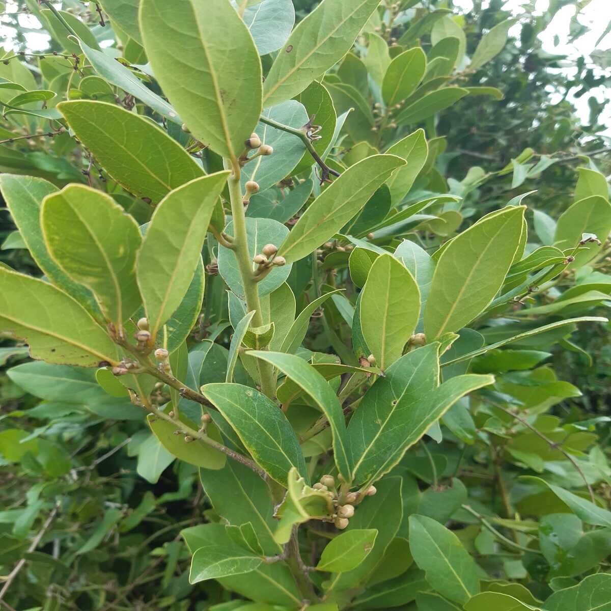 Defne Yaprağı 250 gr (Kurutulmuş)