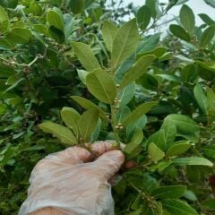 YENİ HASAT KURUTULMUŞ DEFNE YAPRAĞI 250 GR