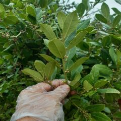 Defne Yaprağı 250 gr (Kurutulmuş)