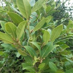 Defne Yaprağı 250 gr (Kurutulmuş)