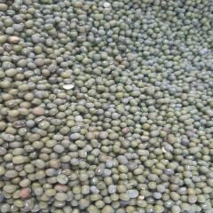 YERLİ MAŞ FASULYESİ 2 KG