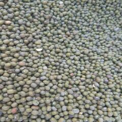 Yerli Maş Fasulyesi 2 kg