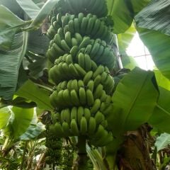 Anamur Muzu 5 kg
