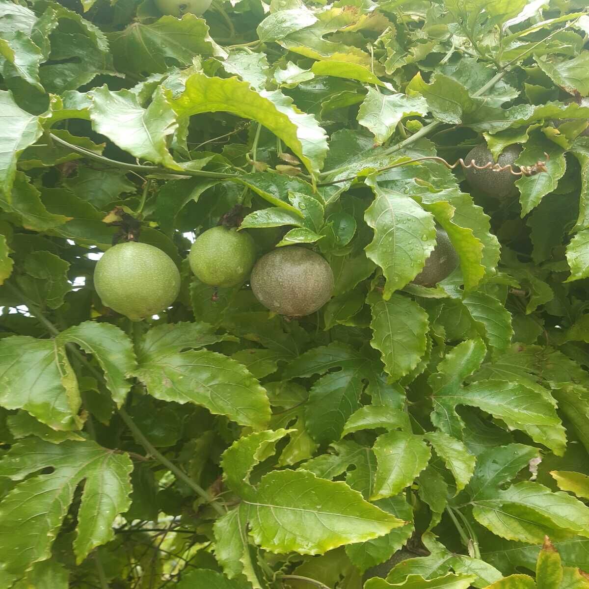 PASSİFLORA ÇARKIFELEK MEYVESİ 1 KG