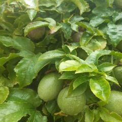 PASSİFLORA ÇARKIFELEK MEYVESİ 1 KG