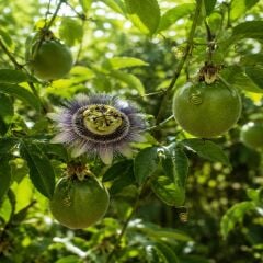 Passiflora Çarkıfelek Meyvesi 1 kg