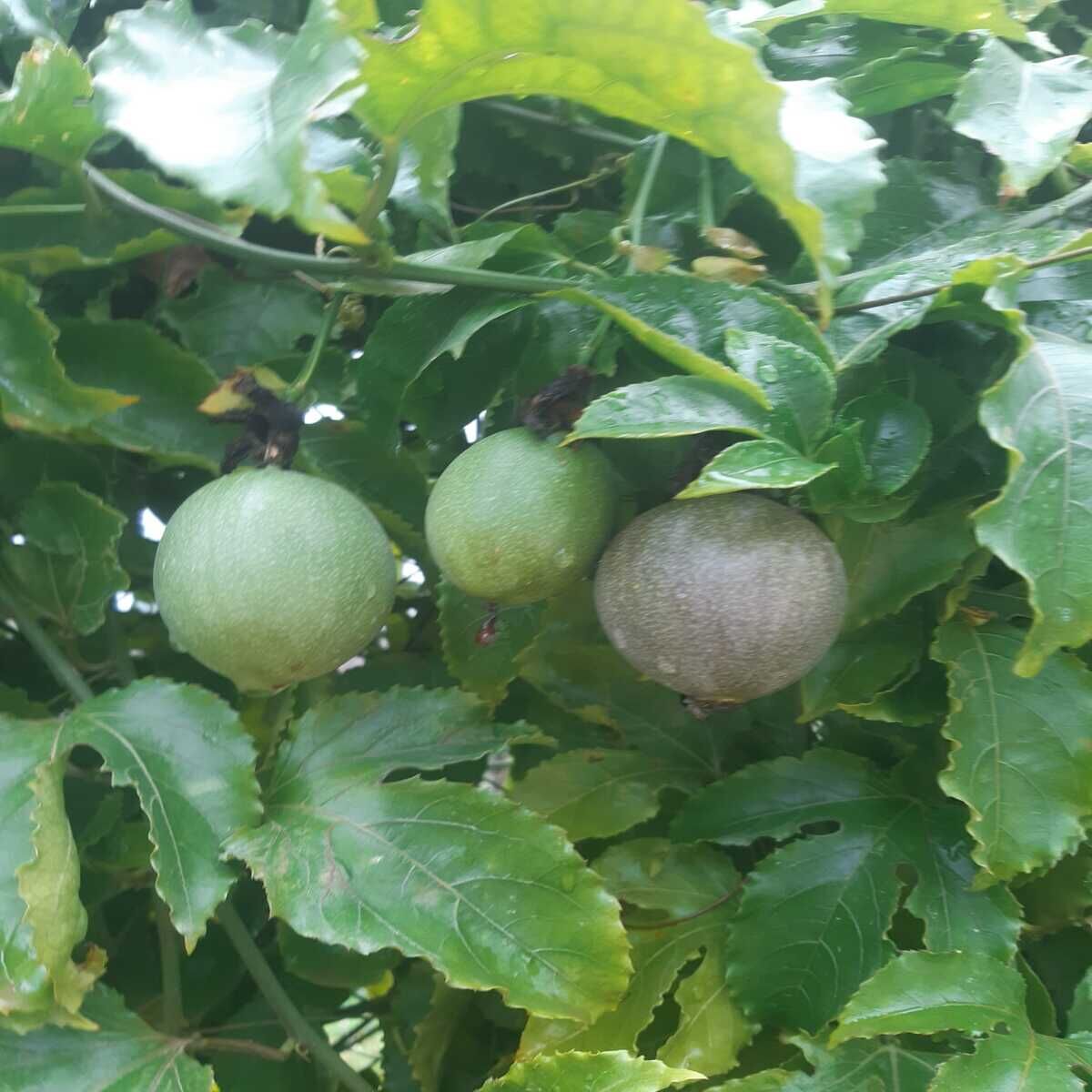 PASSİFLORA ÇARKIFELEK MEYVESİ 500 GR