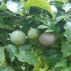 PASSİFLORA ÇARKIFELEK MEYVESİ 500 GR