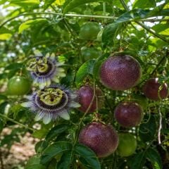 Passiflora Çarkıfelek Meyvesi 500 gr