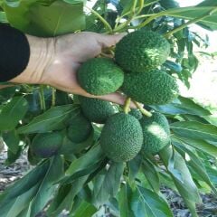 50 Adet Hass avokado