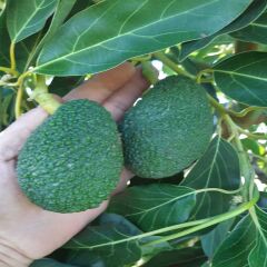 Hass Avokado 1 kg 160 gr ve altı