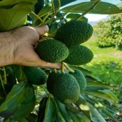 Hass Avokado 1 kg 160 gr ve altı