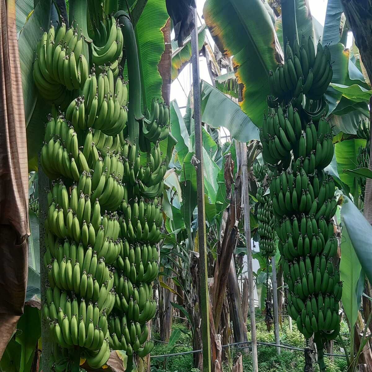 Anamur Muzu (10 kg)