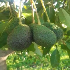 Hass Avokado 1 kg (100 gr Altı Mini Boy)