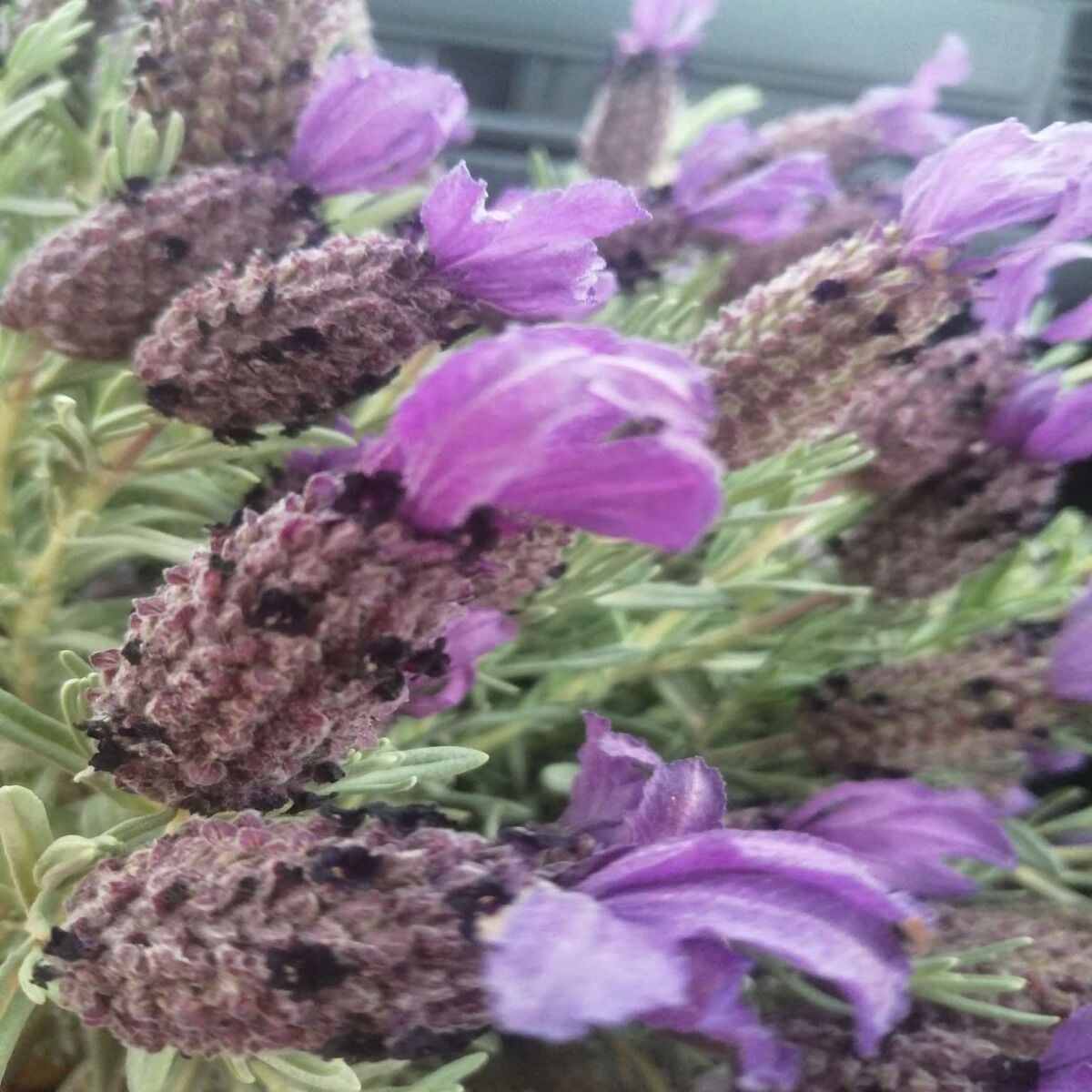 Karabaş Otu 1 Demet