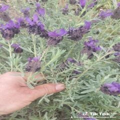 Karabaş Otu 1 Demet